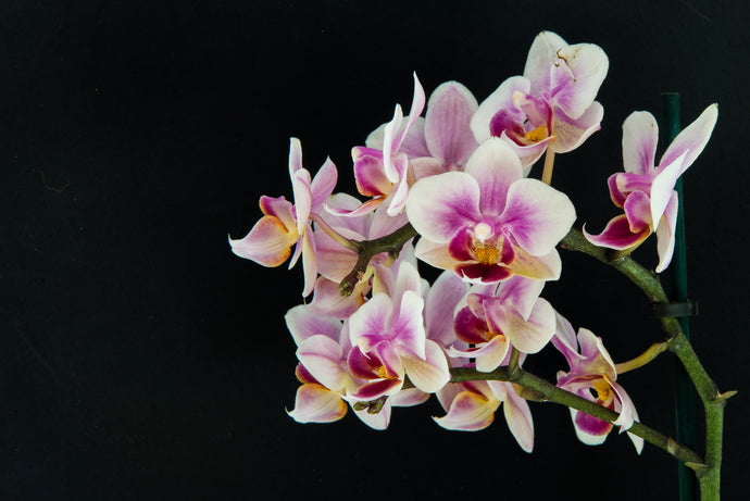 Cómo cuidar tus orquídeas