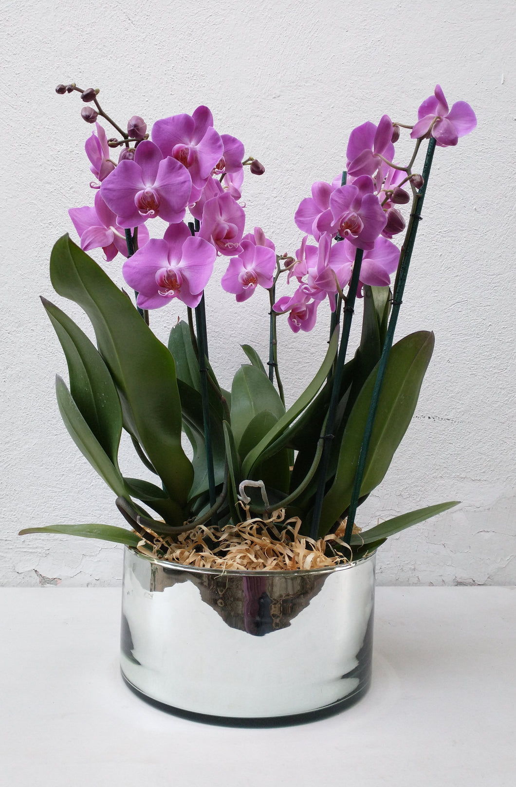 Orquídeas mod. kindom