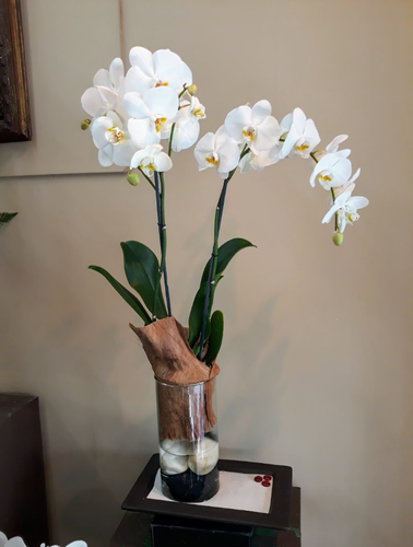 Promoción del mes. Orquídeas Phalenopsis.